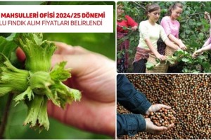 2024 Hasat Dönemi Fındık Alım Fiyatları